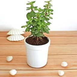 GiftedGreens Live Jade Plant | Crassula Ovata | Lucky Succulent Houseplant | Easy Care Indoor/Outdoor Plant | Perfect for Home and Office Decor-image-4