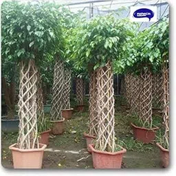 Mphmi Ficus Cage Shape 150cm - Plant-image-91