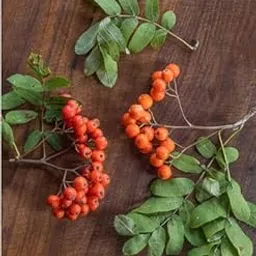 Mountain Ash berry live plant image 1