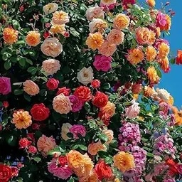 QENIOS rose seeds for home garden climbing rose imported flower seeds for home and kitchen gardening | rose seeds for home gardening | high germination rate (50 seed)-image-4