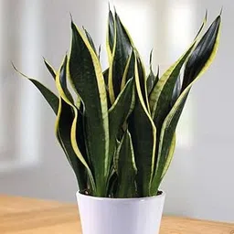 Mphmi Plant NCR Live Snake Plant, Sansevieria trifasciata Black Gold - Succulent Plant-picture-10
