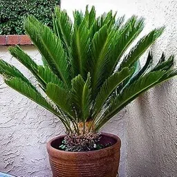 Mphmi NCR Perennial Live Plants Cycas Plant, Queen Sago, Cycas circinalis - Plant-picture-27