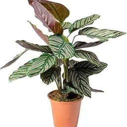 Calathea Sanderina – Stylish Indoor Tropical Plant, Natural Air Purifier, Medium-Low Light Tolerant-picture-31