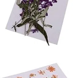 LICHTS® 26 Pieces Dried Pressed Flowers DIY Embossed Photo Frame Phone Case Material|Crafts | Home Arts & Crafts | Floral Crafts | Dried Botanicals & Potpourri-picture-19