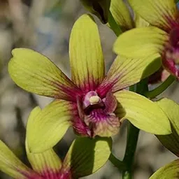Dendrobium Yellow Stripe-image-27