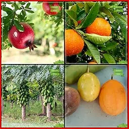 Creative Farmer Gardening Seeds Combo Fruit : Pomagranate, Orange, Papaya, Passion Fruit - Yellow Fruit For Gardening-picture-23