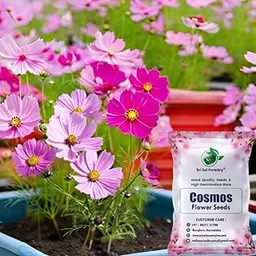 SRI SAI FORESTRY Cosmos Flower Seeds – Multi-Color Ornamental Mix for Apartments & Gardens – 100 Seeds Pack-image-87