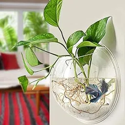 Mistletoe Beautiful Quality Wall Hanging Fish Bowl Acrylic - Assorted Back Color (Not Glass) 9 Inches, 1 LTR-image-2