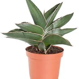 Seedless Plant Indoor Plants Sansevieria Samurai Dwarf, Snake Plant - Mother in Law Tongue Plant-picture-16