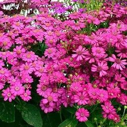 AYWALCineraria Mix Color Flower Seeds (Pack Of 50 Seeds) C8163-picture-10