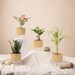 KYARI Green Snake-Areca Palm-Zamia Green-Aglaonema Pink Combo of 4 Indoor Plants for Living Room | Live Plants | Plants with Cream Pot for Home Air purifier plants | Plants for Home Decor & Garden-picture-22