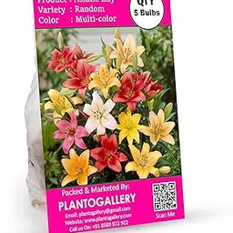 Plantogallery Flower Bulbs | Asiatic Lily Lilium Flower Bulbs (5 mix color bulbs)-picture-41