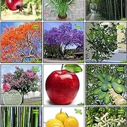 Creative Farmer Best Collection Combo Fruit & Fruit : Apple, Papaya, Passion Fruit - Yellow, Areca Lutscence, Bamboo, Bamboo, Jacaranda, Delonix Regia, Orange Jessamine, Lagerstroemia Speciosa, Nyctanthes Arbortristis, Pomagranate Terrace Gardening-image-76