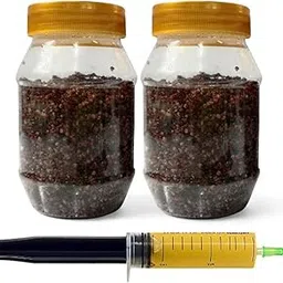 Chestnut Mushroom Liquid Culture 10 ml Syringe with 2 Sterilized Ragi Grain Containers | Ready-to-Use Mycelium Spawn Kit for Gourmet & Medicinal Mushroom Cultivation | Beginner-Friendly-picture-10