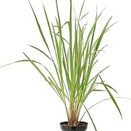 Lemon Grass Natural Live Indoor Plant &|Moon Cactus Plant 2 plant with 2 pot-image-21