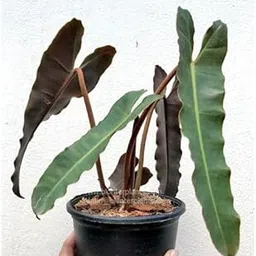 LittleJungle Philodendron Atabapoense - Live Plant with 5.5 Inches White Decor Pot | Indoor Plants For Home | Live Plants Indoor | Air Purifying Plant | Live Plant With Pot For Home Decor |-picture-25