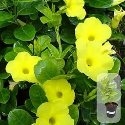 Indian Gardens - Allamanda Yellow Creeper/Pentalinon Luteum Vine Flowers live plant | Indoor & Outdoor Plant (4 inch Pot)-image-28