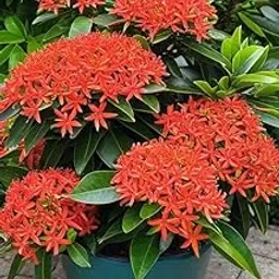 Live Flower Plant Ixora Red Chethi, Thechi, Thetti Flowering For Summer Garden Plant with Plastic Grow bag -(Height 25-30 c.m.) for home gardening (Quantity 1)-picture-16