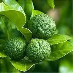 Zone Marketing Narthangai Seeds - 10 Seeds + 500G Compose Fertilizer By Zone Marketing-picture-14