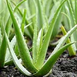 Aloe Vera - Indoor/Outdoor Plants-picture-10