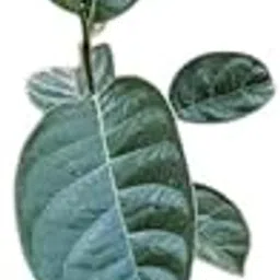 Live Mango Plant Deshi Variety, Sweet Fruit-Bearing Tree, Organically Grown-picture-21