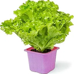 Fresh Lettuce Green (Salad patta) seeds, grow fresh healthy lettuce at home, Easy to grow in container with High germination rate, pack of more than 40 seeds By GROMAX India-picture-51