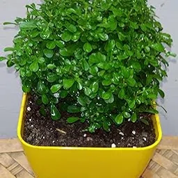Punarnava ficus bonsai plant (Pack of 2 With pot)-image-86