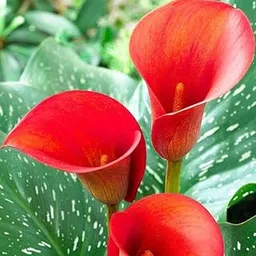 Audbhidhi Zantedeschia Calla Lily Flower Bulbs 100% Imported Rare Variety For All Season Home Gardening Planting (Pack Of 1 ) Red Colour-picture-25