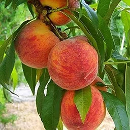 Creative Farmer Peach Fruit Grafted And Healthy Live Plant For Home & Outdoor-picture-51