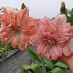 Ritz Farming® Amaryllis Lily Flowering Bulbs Double Imported Holland Vearty Pack of 2 Bulbs (BROWN SHADED)-picture-28