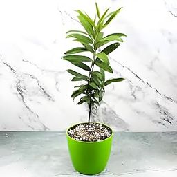 generic All Spice Plant Sarva Sugandhi Plant Wondering plant combined the flavour of Cinnamon, Nutmeg and Clove Plant Live Healty Plant "Kerala Variety" (Pack of 1)-picture-41
