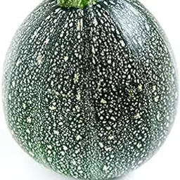 VibeX ZUCCHINI ROUND GREEN SEEDS-100 Seeds-picture-17