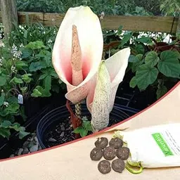 Mphmi Seedless Plant Plants Amorphophallus Bulbifer, Voodoo Lily, Devils Tongue, Corpse Flower (Pink) - Bulbs (set of 5)-image-50