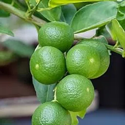 Seedless Lemon Fruit Plant | Lemon plant hybrid all seasons | Lemon plant live fruiting start within 1 year | Pack of 1 PIant-image-2