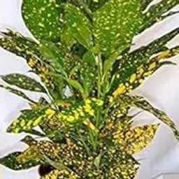 JooGTooK Croton Indoor Live Plant || Lemon Croton || for Home Decoration as Well Natural Air Purification || Pack of 1.-image-18