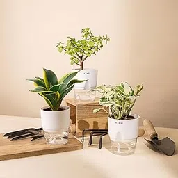 KYARI Money N'Joy-Jade-Sansevieria Golden Hahnii Snake Combo of 3 Indoor Plants for Living Room | Live Plants | Plants with White Pot for Home Air purifier plants | Plants for Home Decor & Garden-image-4