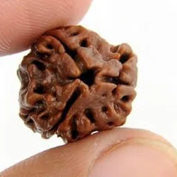 maalavya Three Face Rudraksha (3 Mukhi Rudraksh)-picture-27