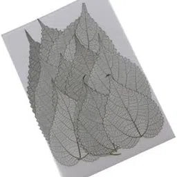 ECOMISTIQ® 2x12pcs Natural Pressed Leaf Dried Flowers Natural Color Plant Specimen|Crafts | Home Arts & Crafts | Floral Crafts-picture-49