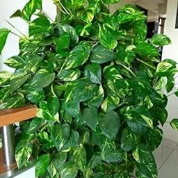 GREENSEE Live Money Plant, Variegated Indoor House Plant | for Living Room, Home, Office, Table, Kitchen & Desk Decor | Best Plant For Balcony & Garden without Pot :: (Pack of 1) A_9-picture-26