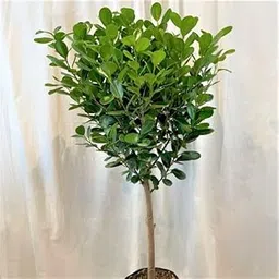 Mphmi NCR Perennial Plants Ficus Moclame, Ficus microcarpa - Plant-image-50