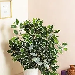 Well Art Gallery Artificial Silk Ficus Branches Faux Fake (Set of 6) Green Leaves Anti-UV Banquet Home Office Decoration (FICUS Multi)-picture-10