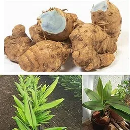 Black Turmeric roots/Bulbs/Kali Haldi (Pack of 3 Roots)-picture-13