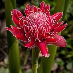Ritz Farming Torch Ginger Lily Flower Bulbs | red Flowering bulbs for Gardening Pack of 1 bulbs-image-49