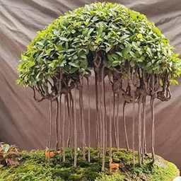 Banyan Tree Bonsai rare live plant (unique bonsai plant)-image-10