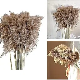BATRA Decor 10PIECE Dried Pampas Grass for Decoration Home Party-image-23