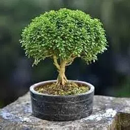Indoor air purifying plants for living room,Kamini bonsai plant (Pack of 1 With pot)-picture-22
