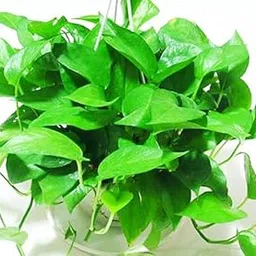 "generic" Greenwise Green Money Plant | Hanging plant (Green)-picture-47