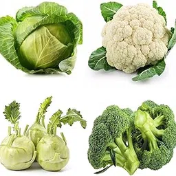 Cabbage Cauliflower Knol Khol Broccoli 50 Each Veg Seeds-picture-12