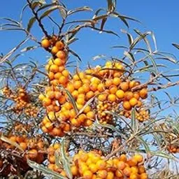 Buckthorn Orange Berry Fruit Silver Foliage Seeds -75 Seeds-picture-26