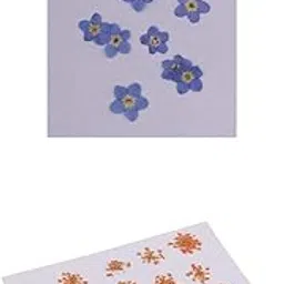 LICHTS® 16x Dried Pressed Flowers Orange Color +10x Dried Flowers Purple for DIY |Crafts | Home Arts & Crafts | Floral Crafts | Dried Botanicals & Potpourri-picture-66